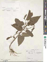 Image of Viola chamissoniana