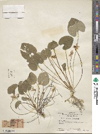 Viola odorata image