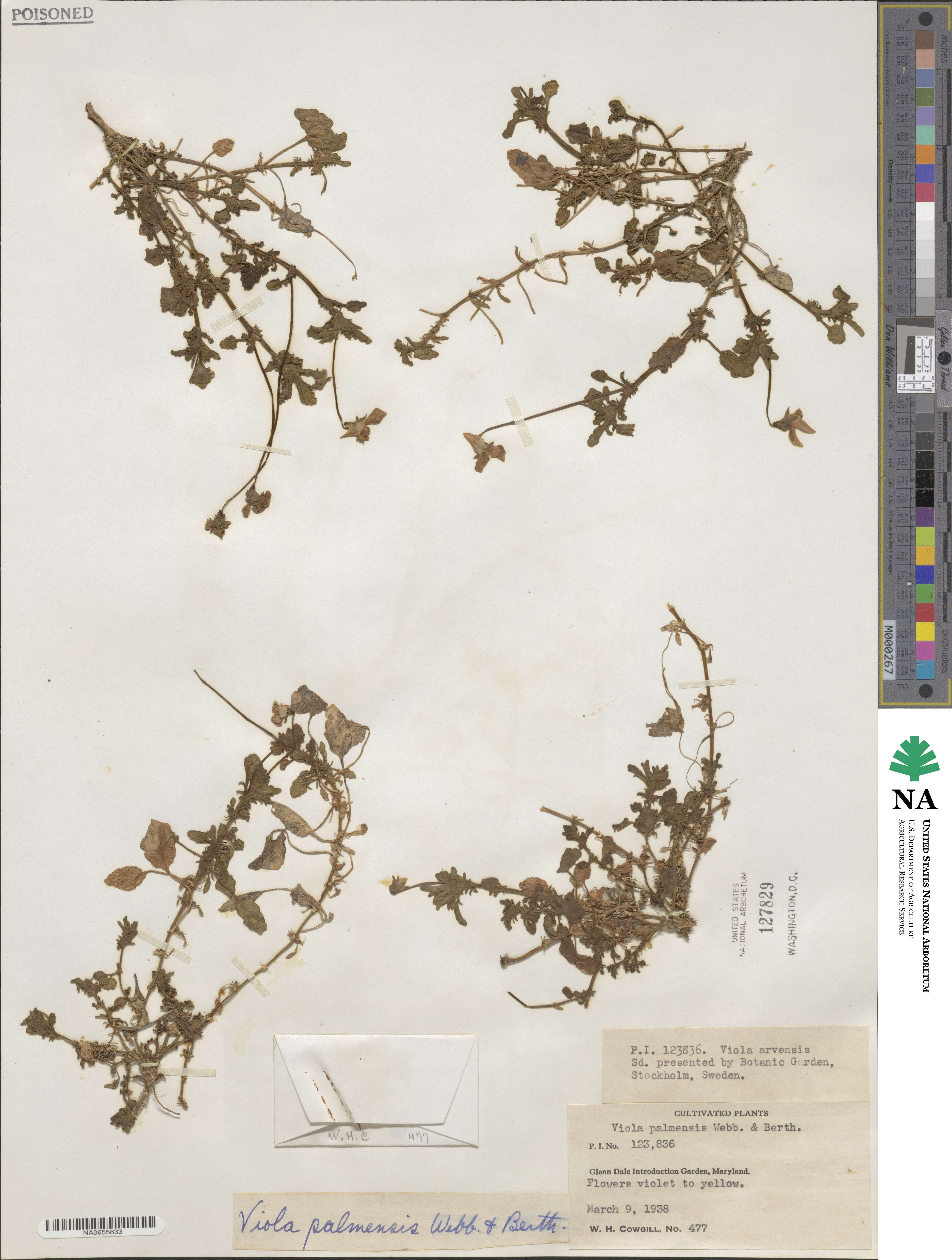 Viola palmensis image