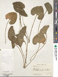 Viola palustris image