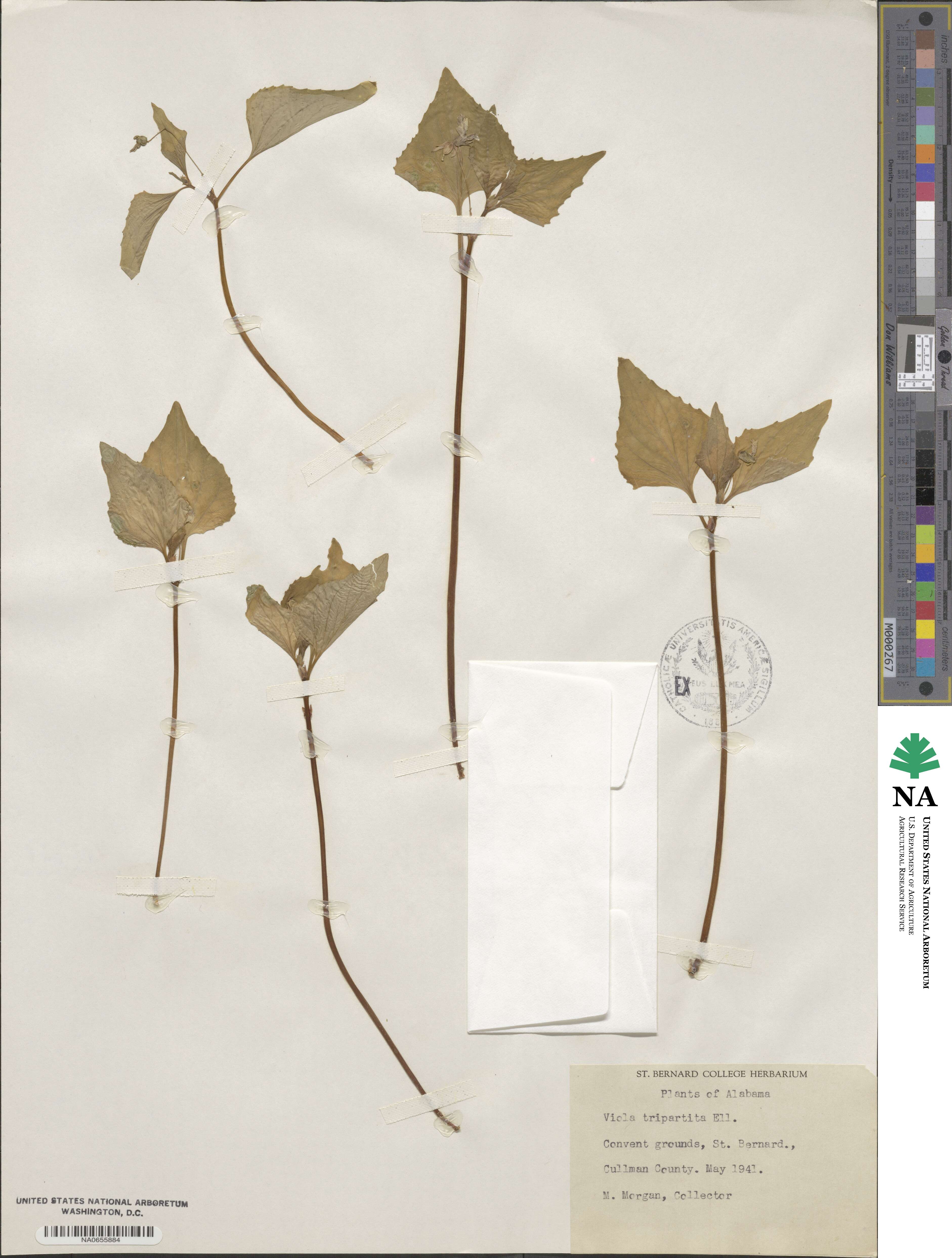 Viola tripartita image