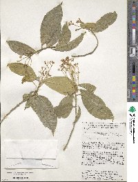 Image of Orthion malpighiifolium