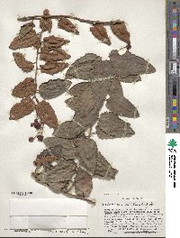 Berberidopsis corallina image