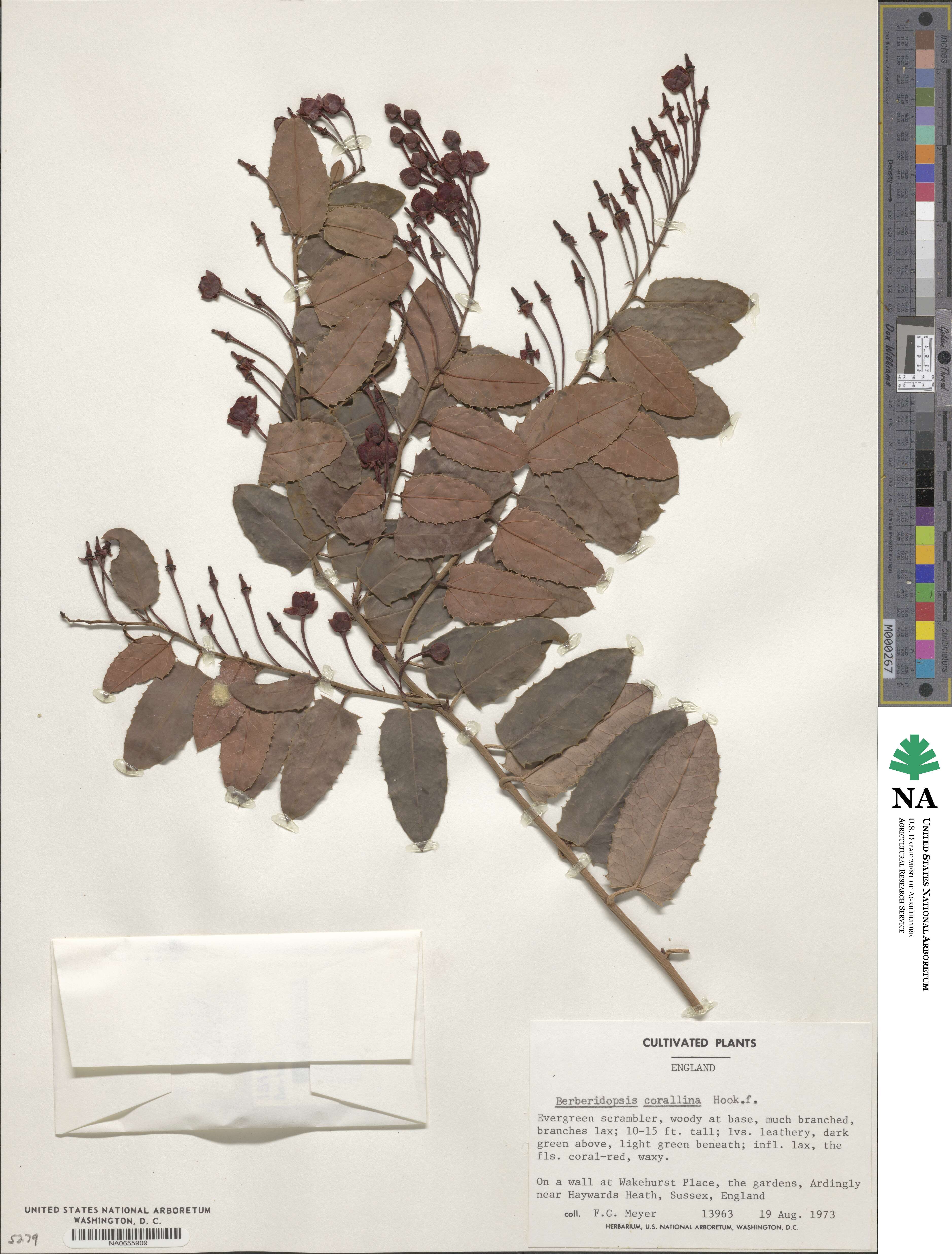 Berberidopsis corallina image