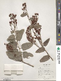 Berberidopsis corallina image