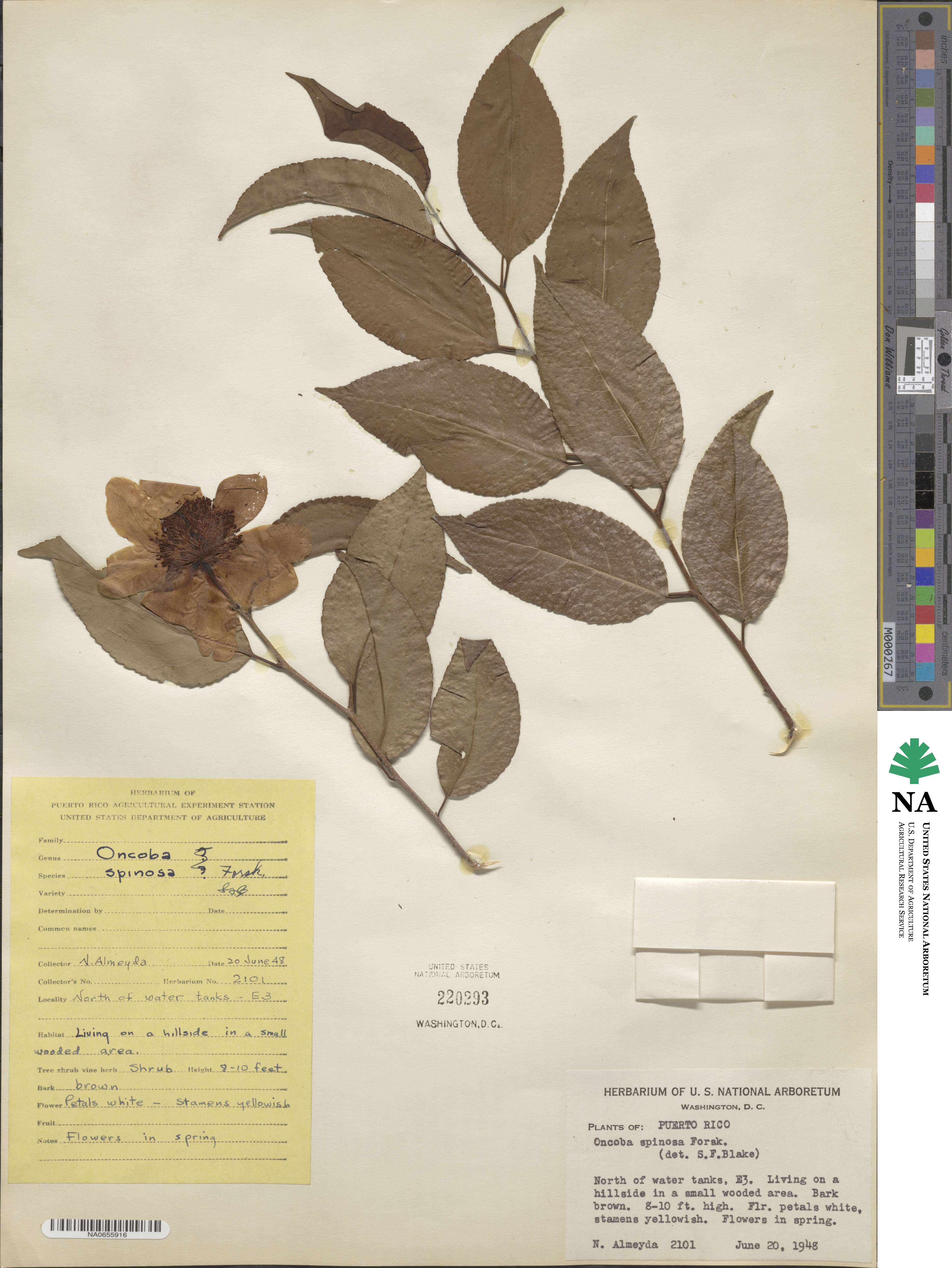Oncoba spinosa image