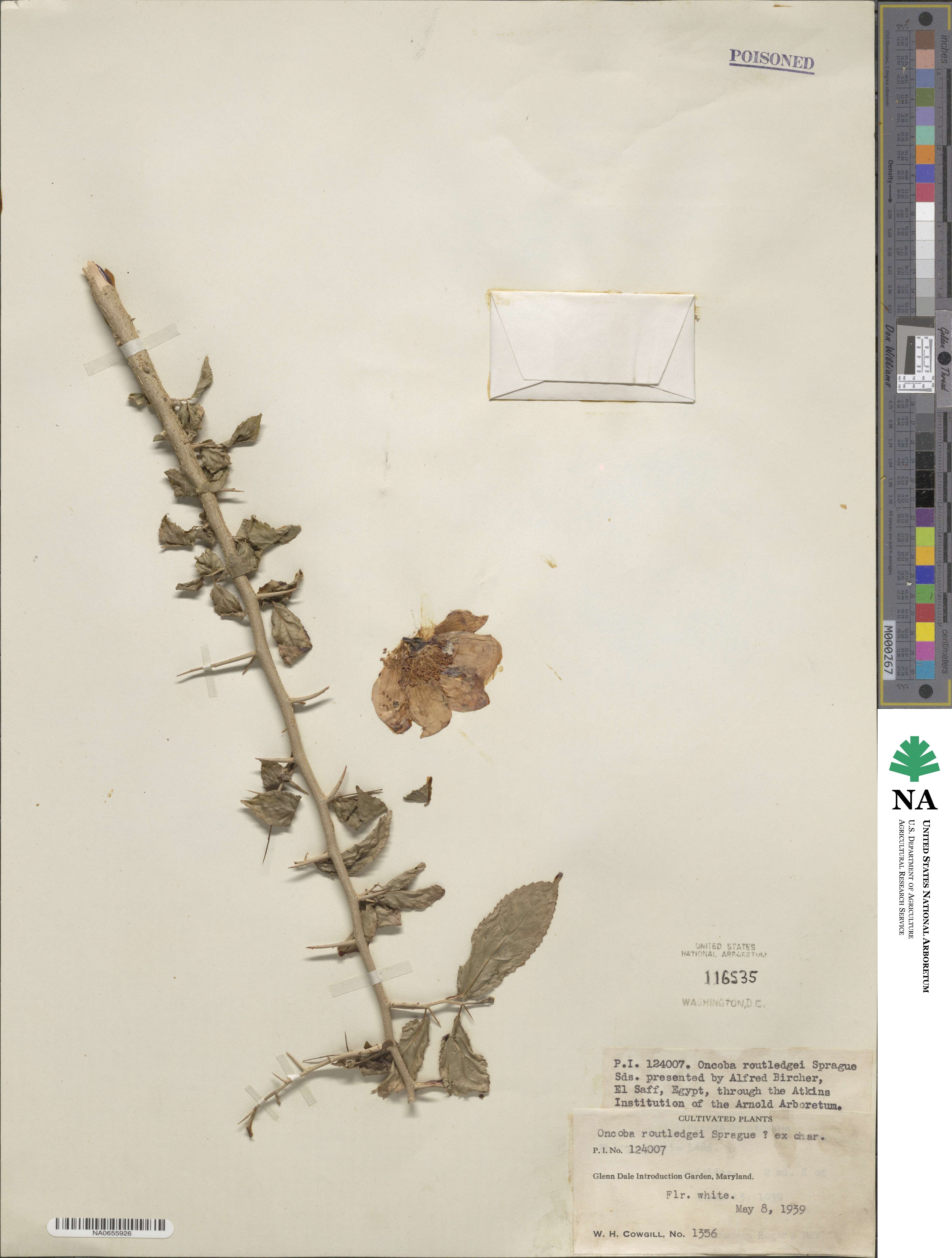 Oncoba routledgei image