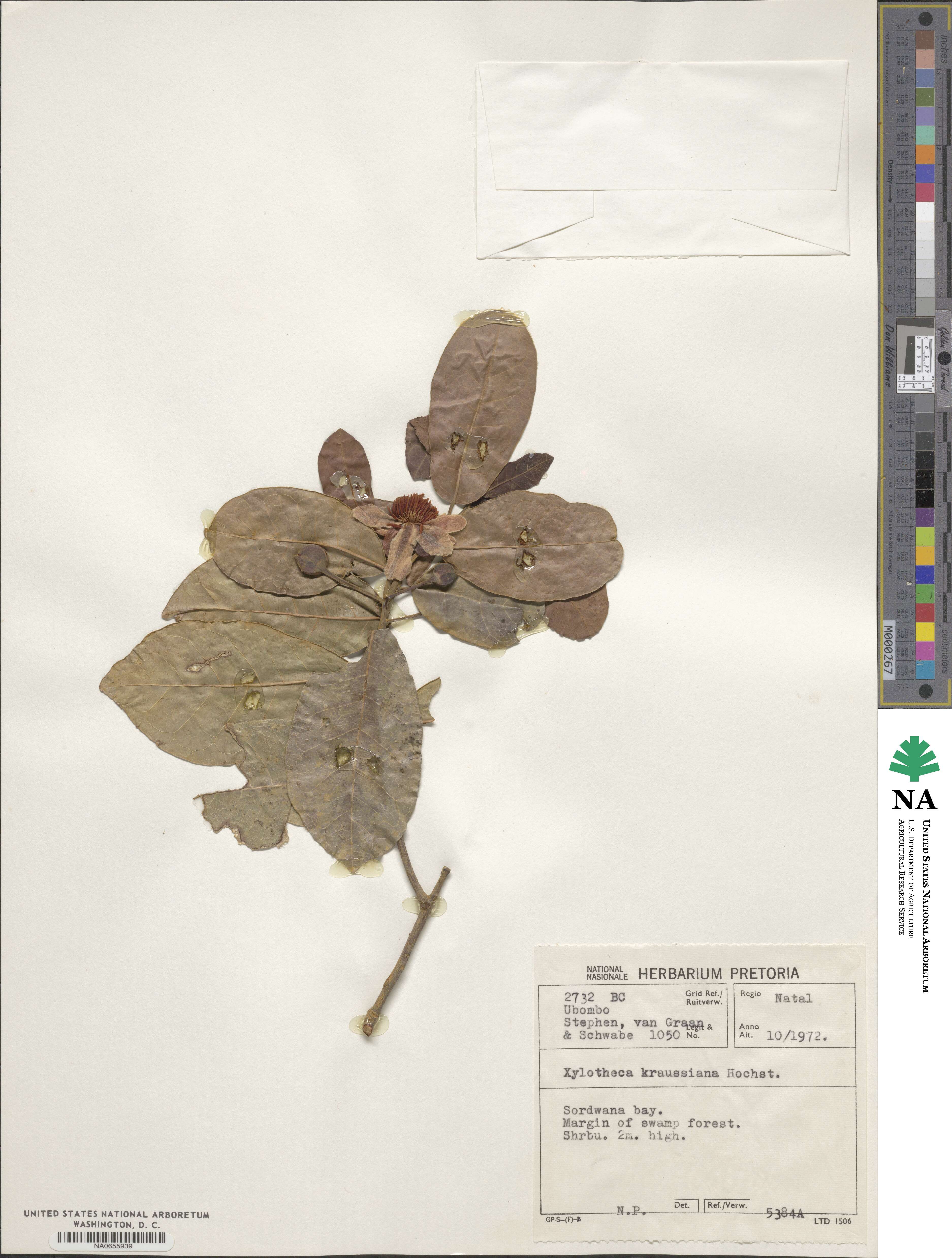 Xylotheca kraussiana image