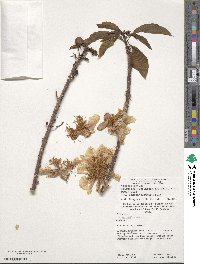 Image of Caloncoba crepiniana