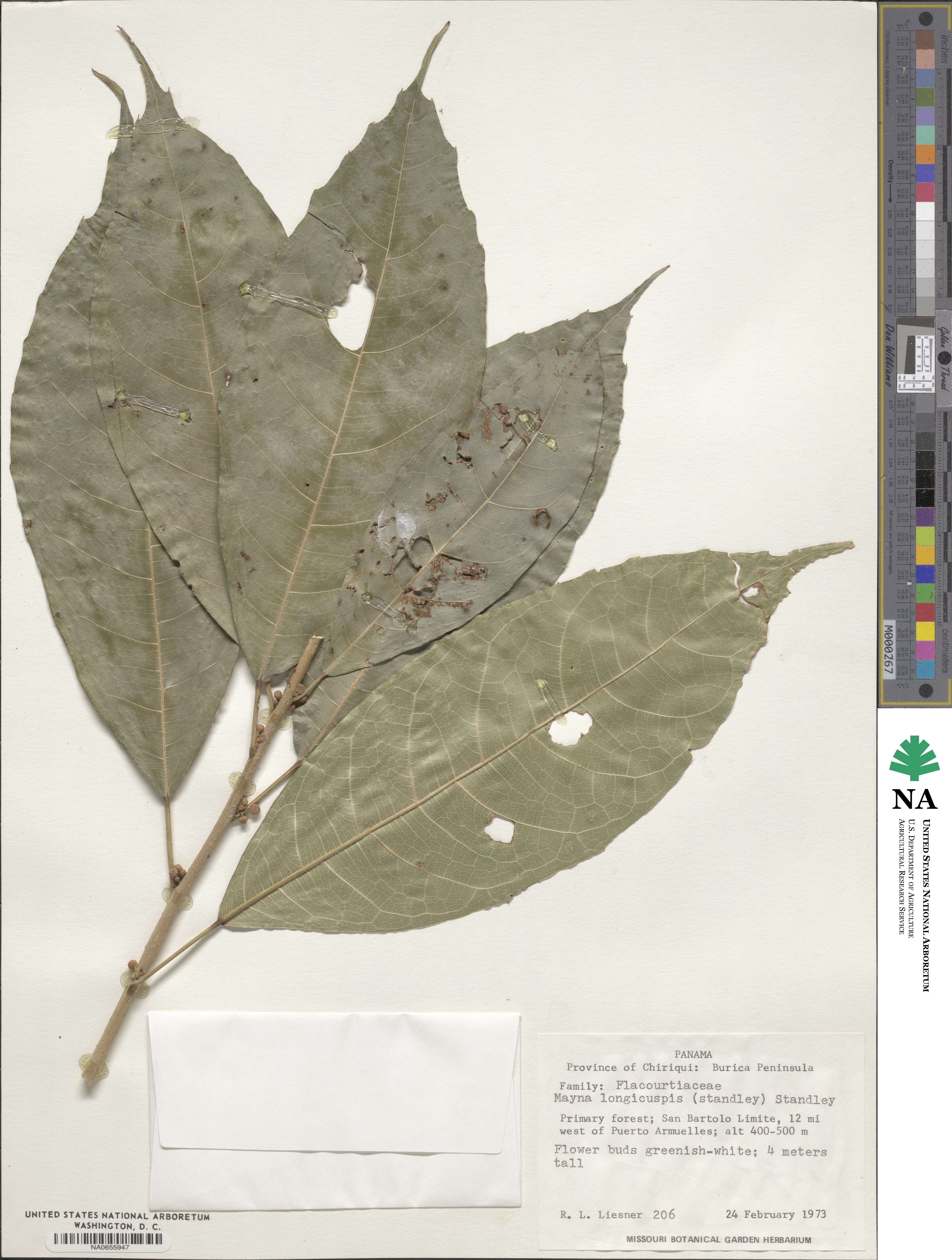 Mayna odorata image