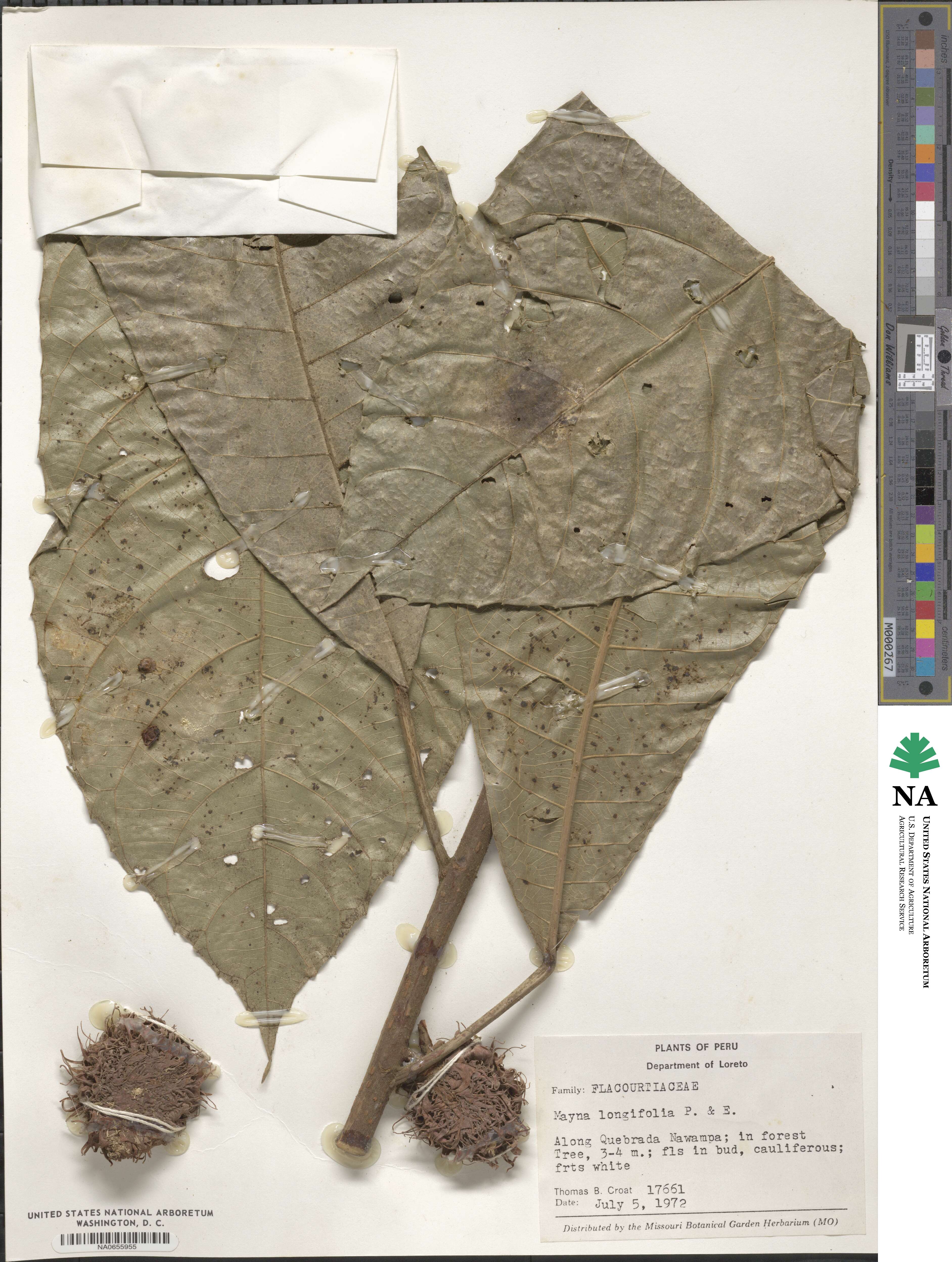 Carpotroche longifolia image