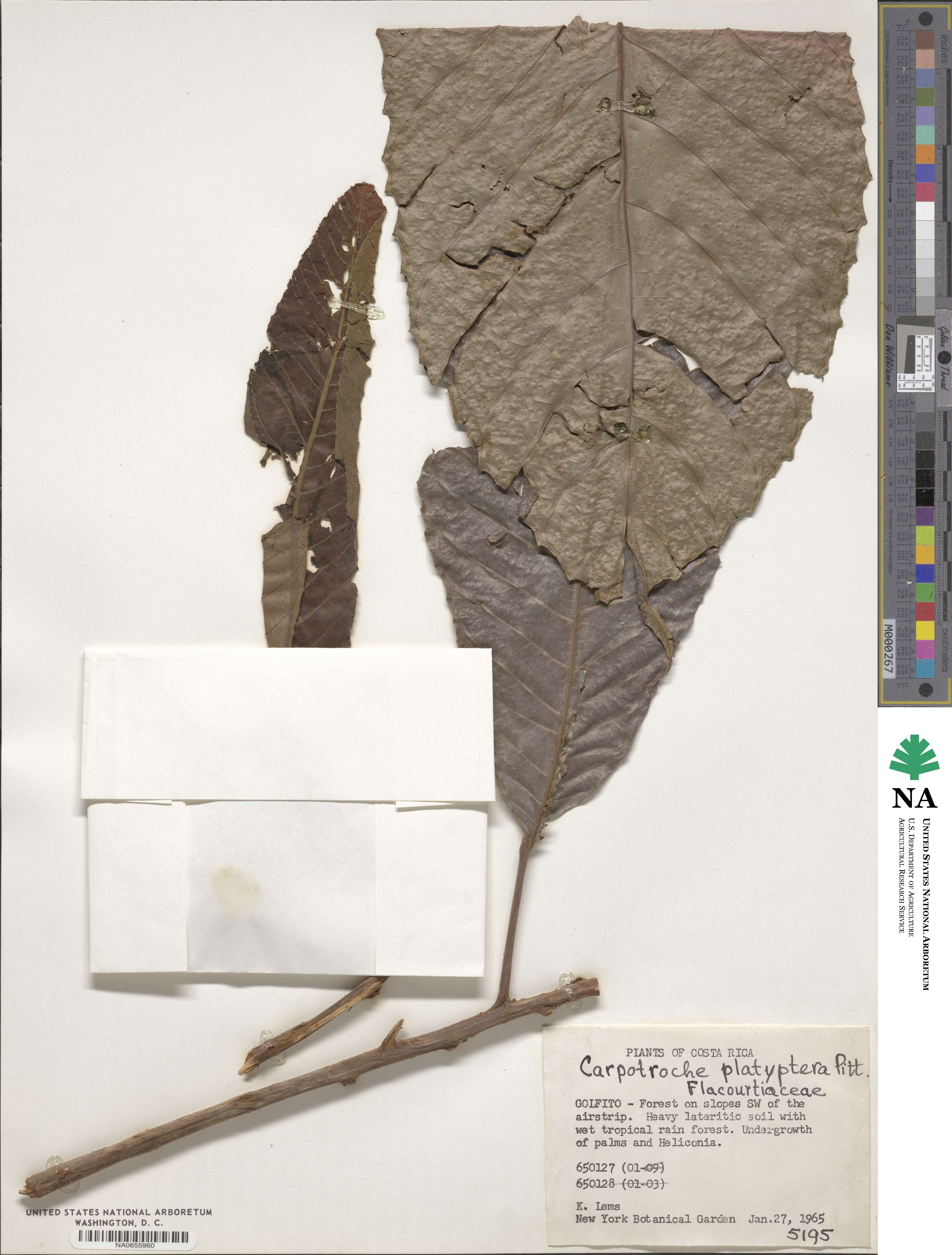 Carpotroche platyptera image