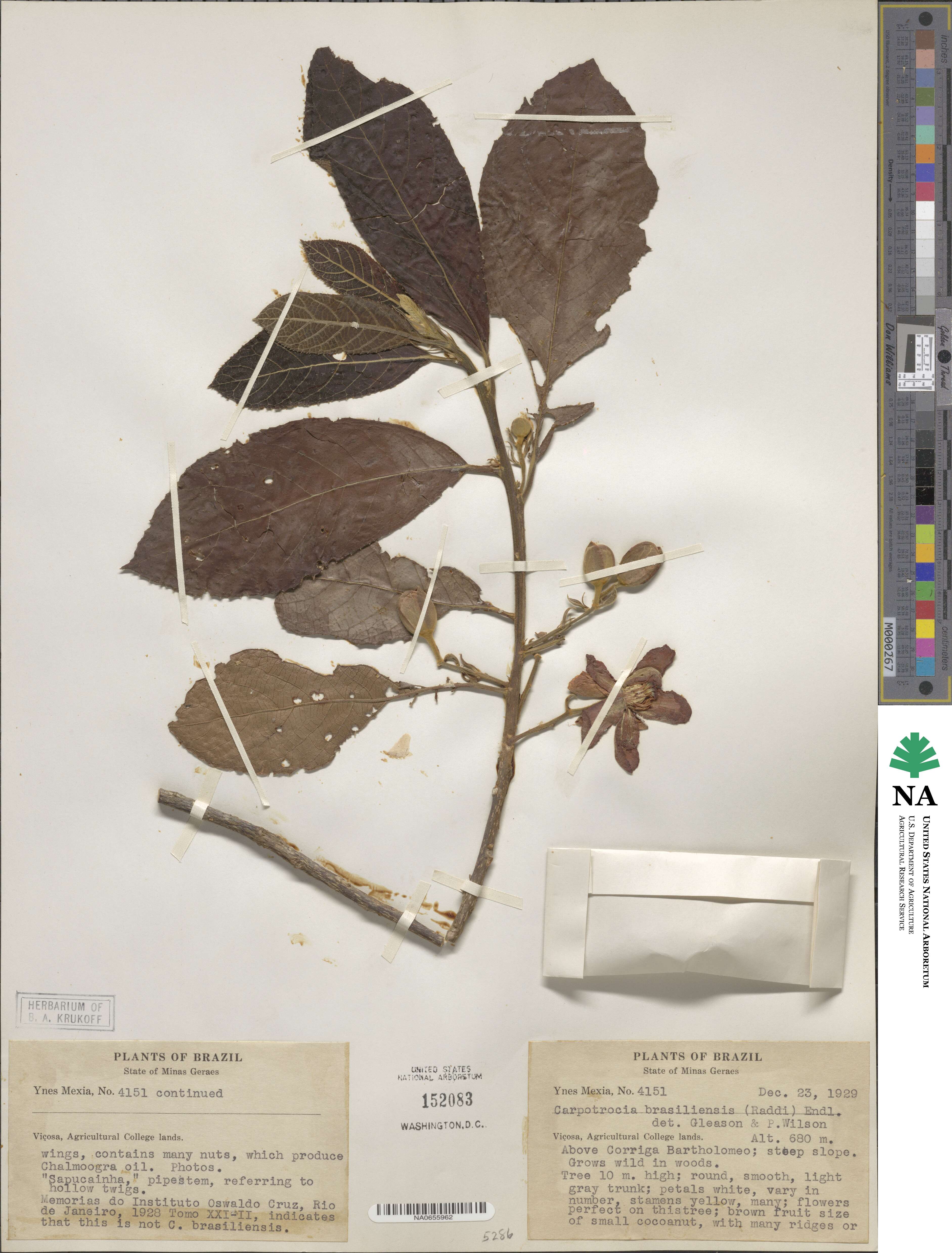 Carpotroche brasiliensis image