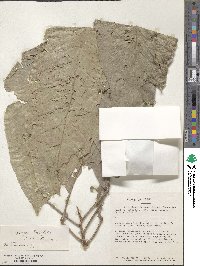 Carpotroche longifolia image