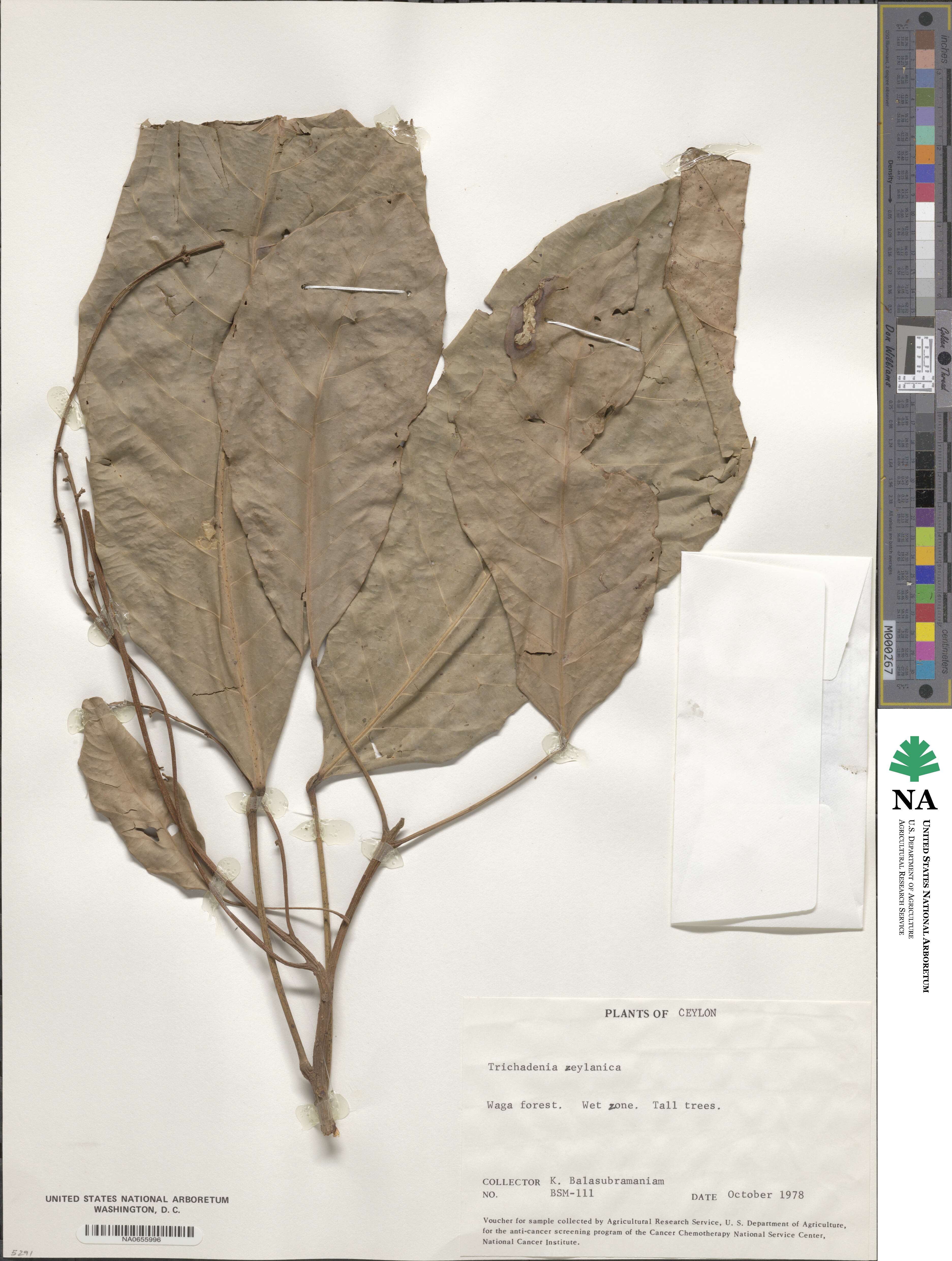 Trichadenia image