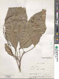 Image of Trichadenia zeylanica