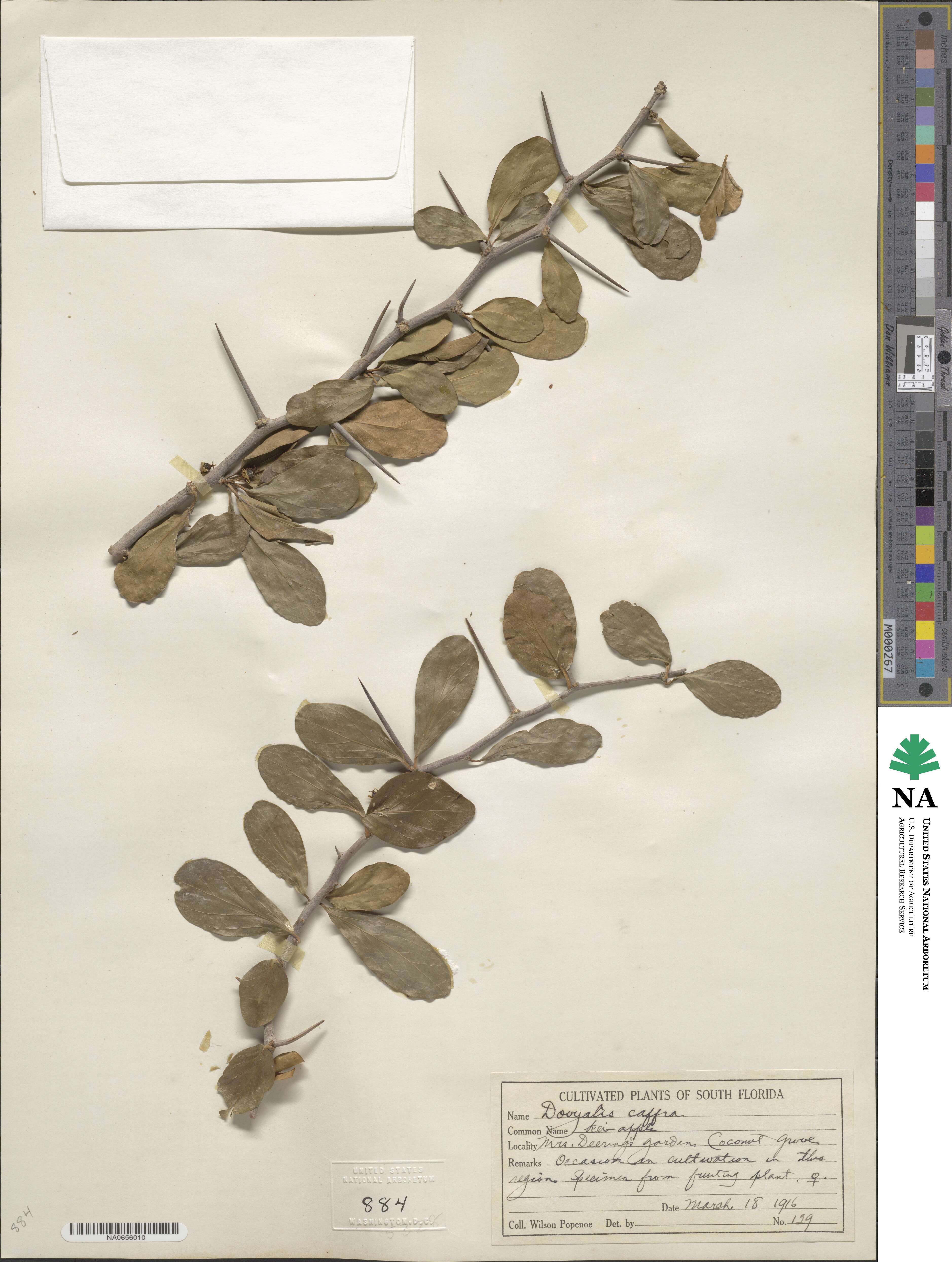 Dovyalis caffra image