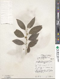 Dovyalis hebecarpa image