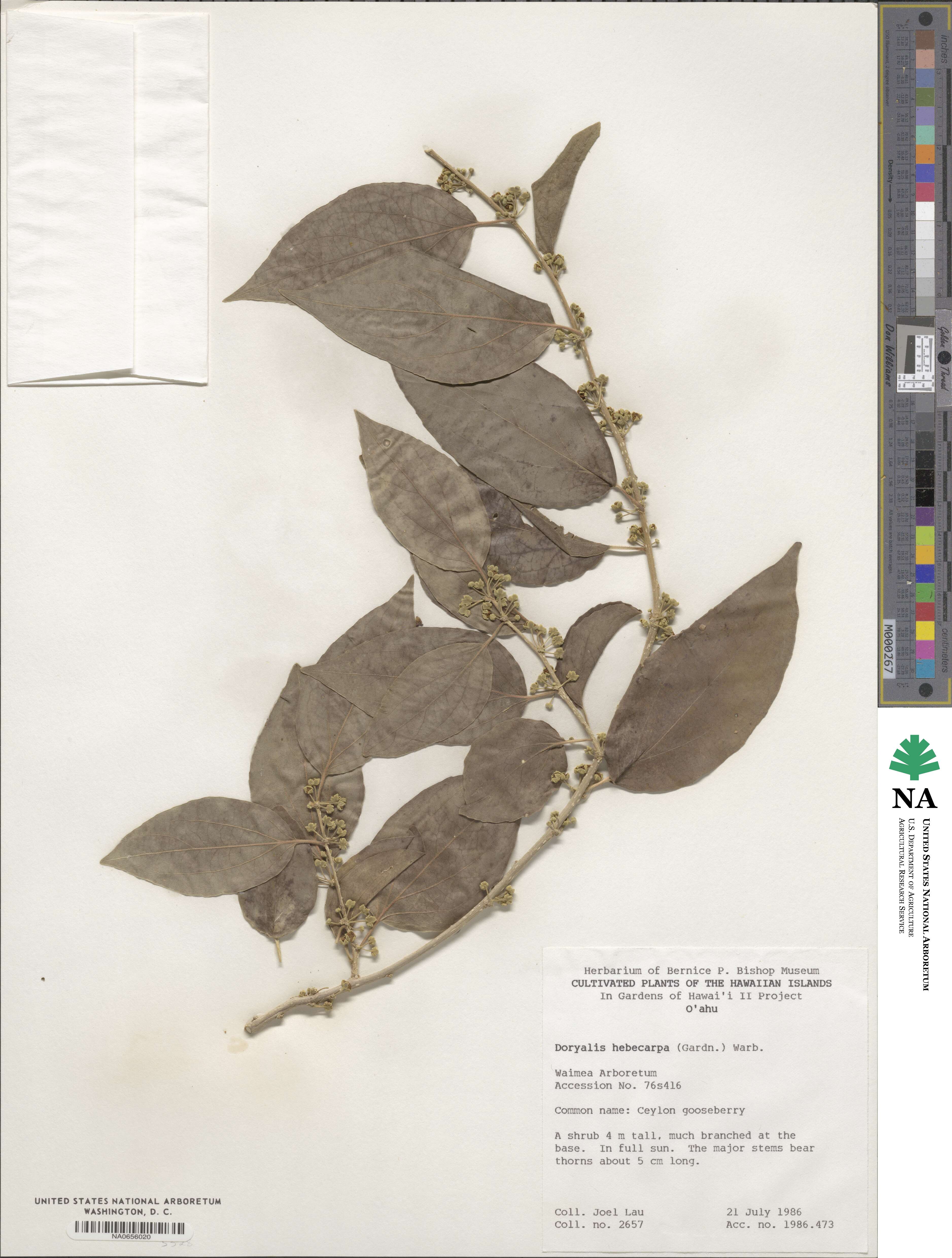 Dovyalis hebecarpa image