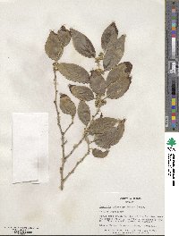 Dovyalis hebecarpa image