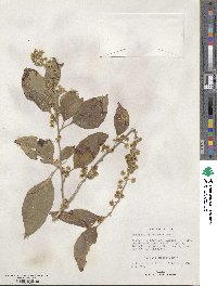 Dovyalis hebecarpa image