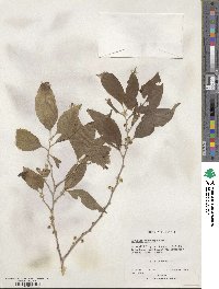 Dovyalis hebecarpa image