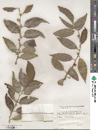 Dovyalis hebecarpa image