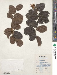 Smeathmannia pubescens image