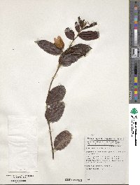 Smeathmannia pubescens image