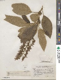 Image of Abatia spicata