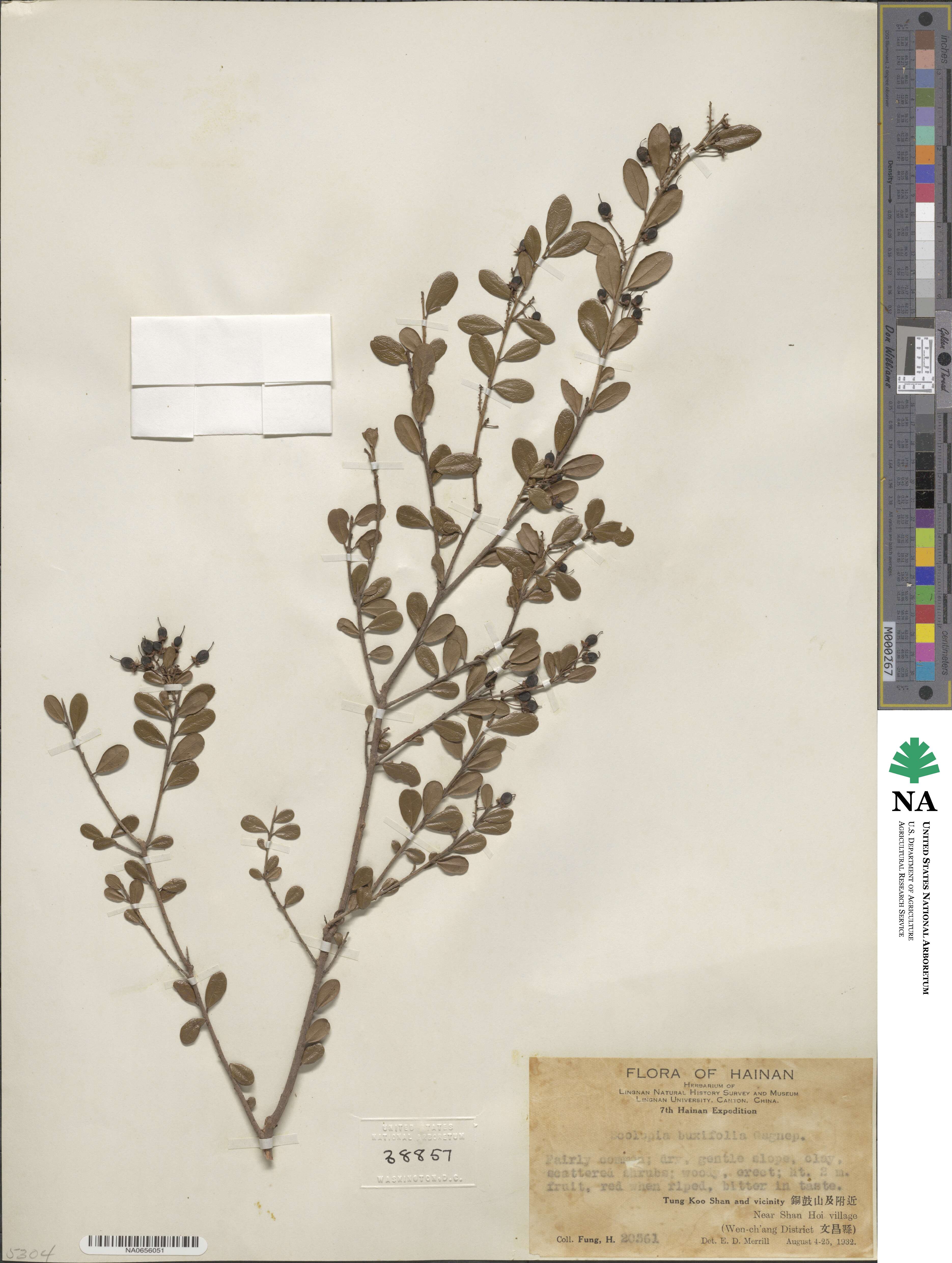 Scolopia buxifolia image