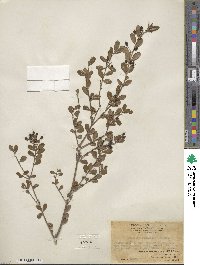 Scolopia buxifolia image