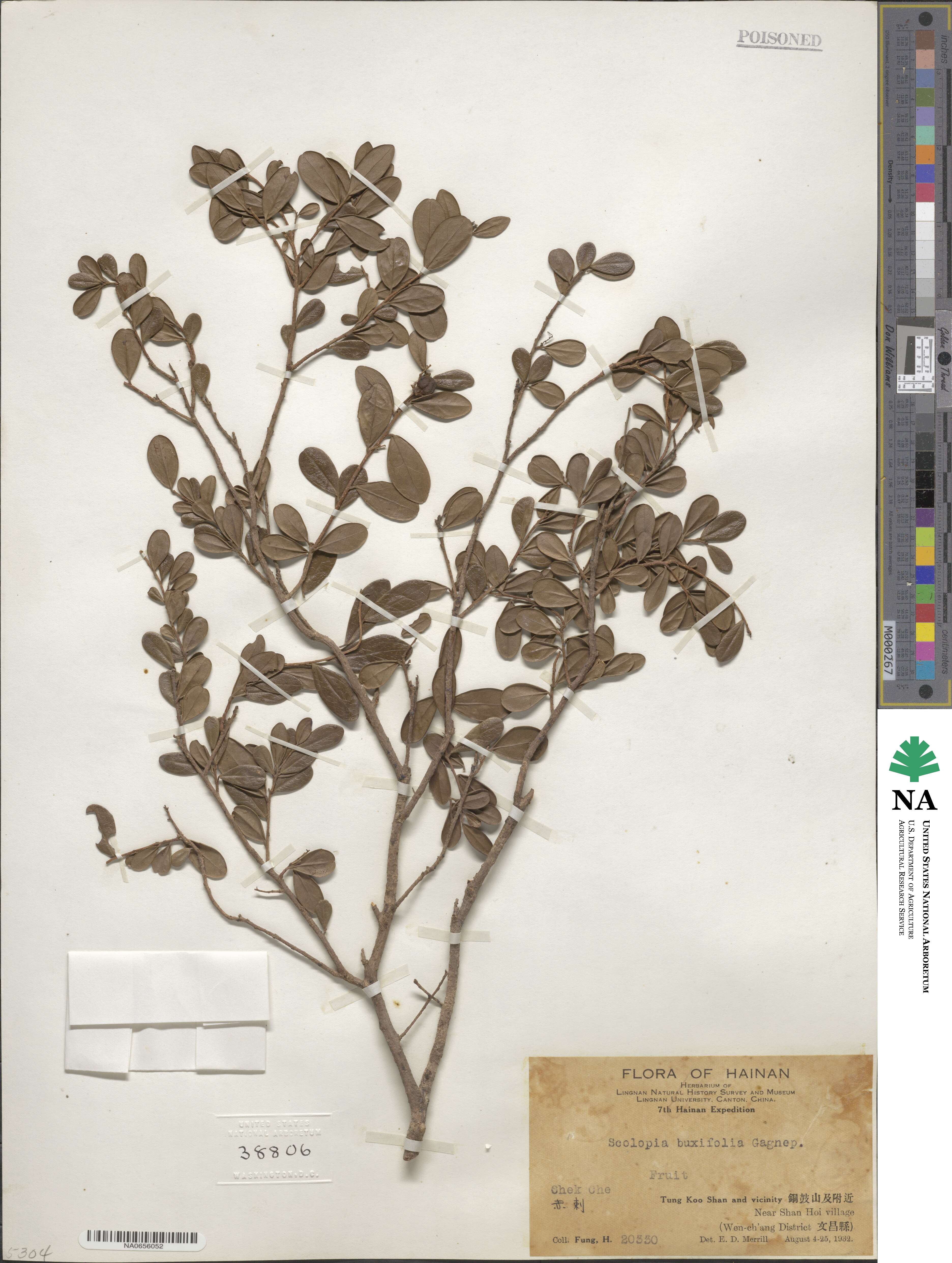 Scolopia buxifolia image