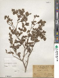 Scolopia buxifolia image