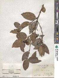 Scolopia chinensis image