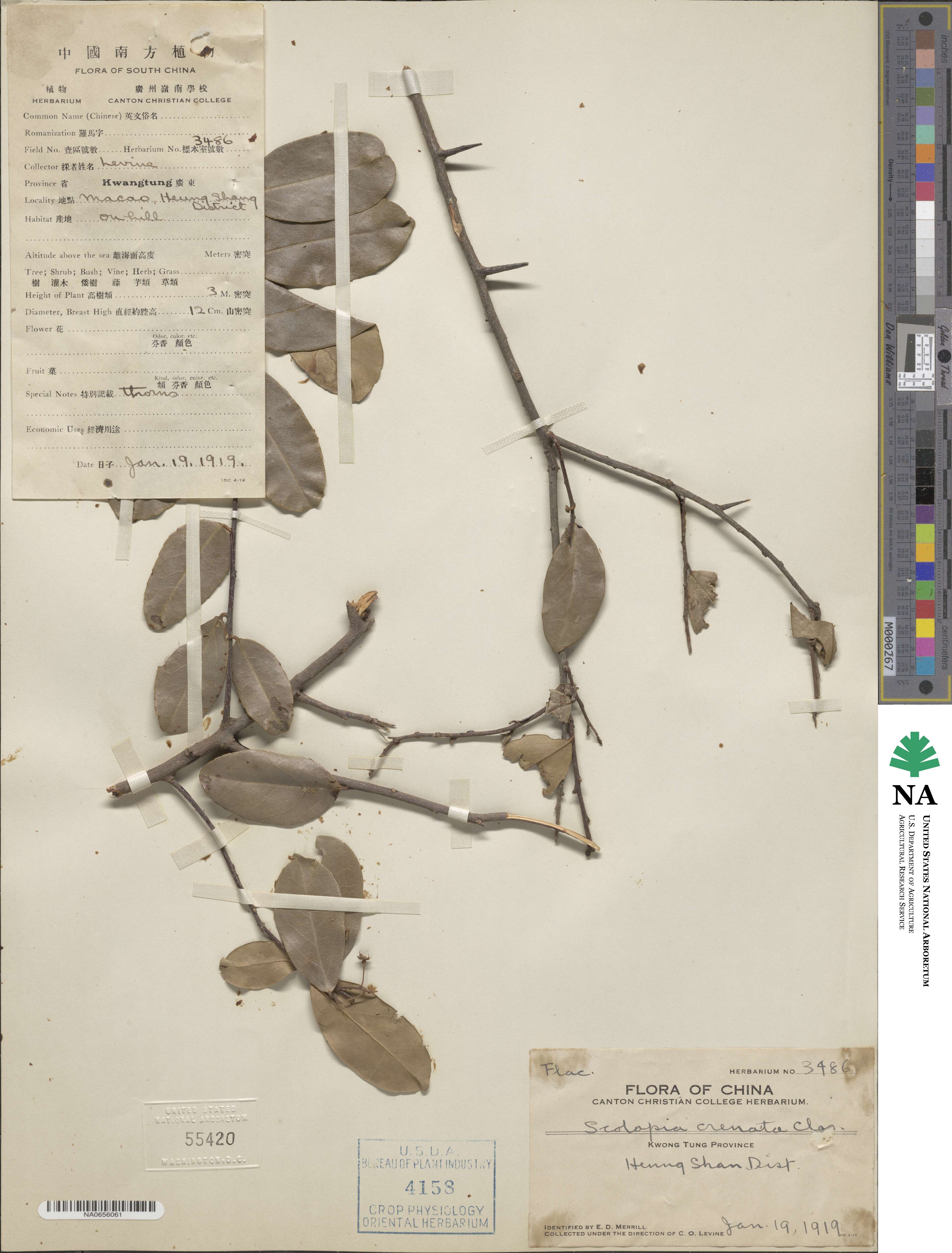 Scolopia crenata image