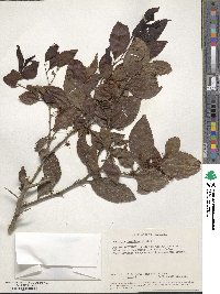 Scolopia rhamniphylla image