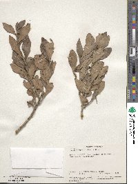 Scolopia stolzii var. riparia image