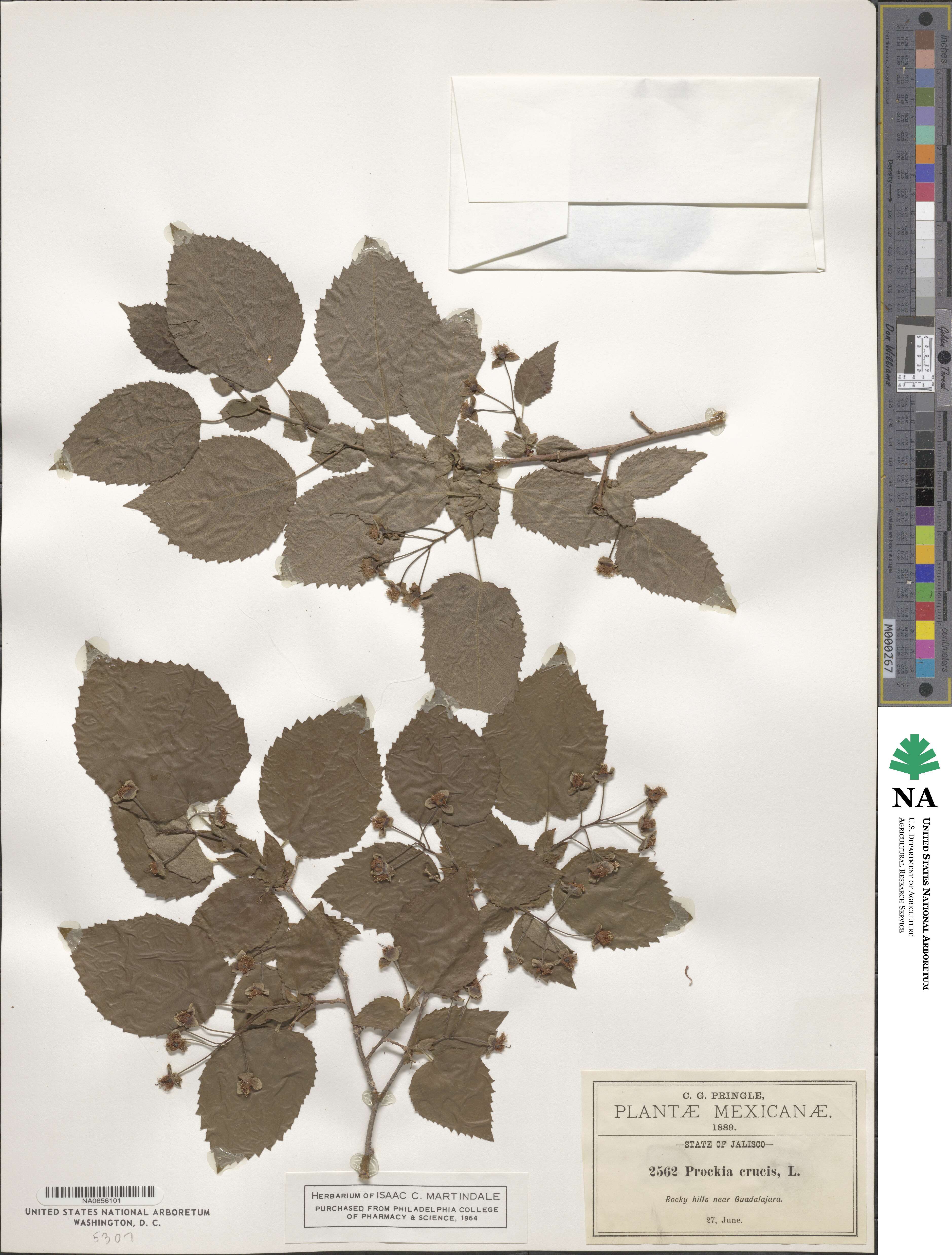 Prockia crucis image