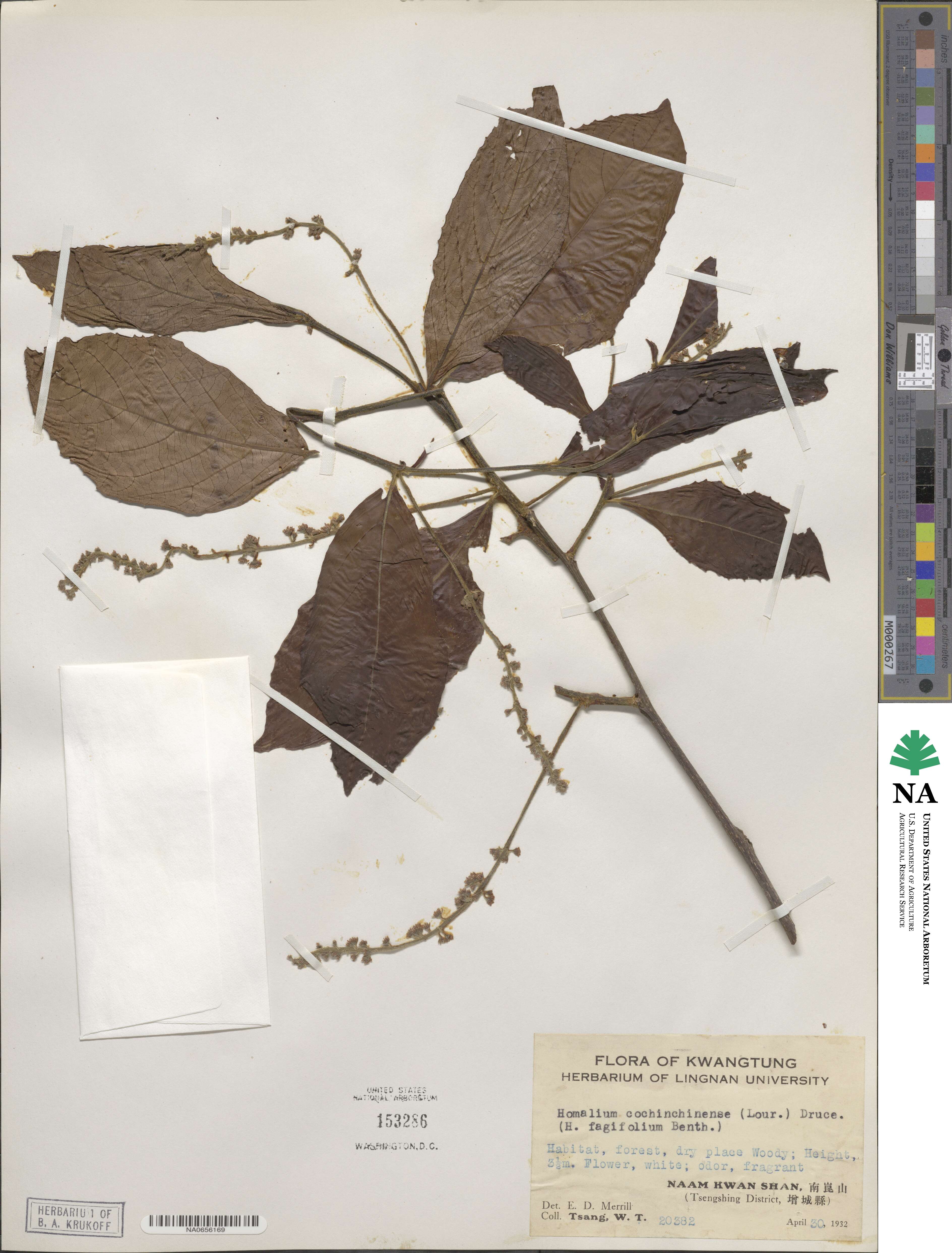 Homalium cochinchinense image