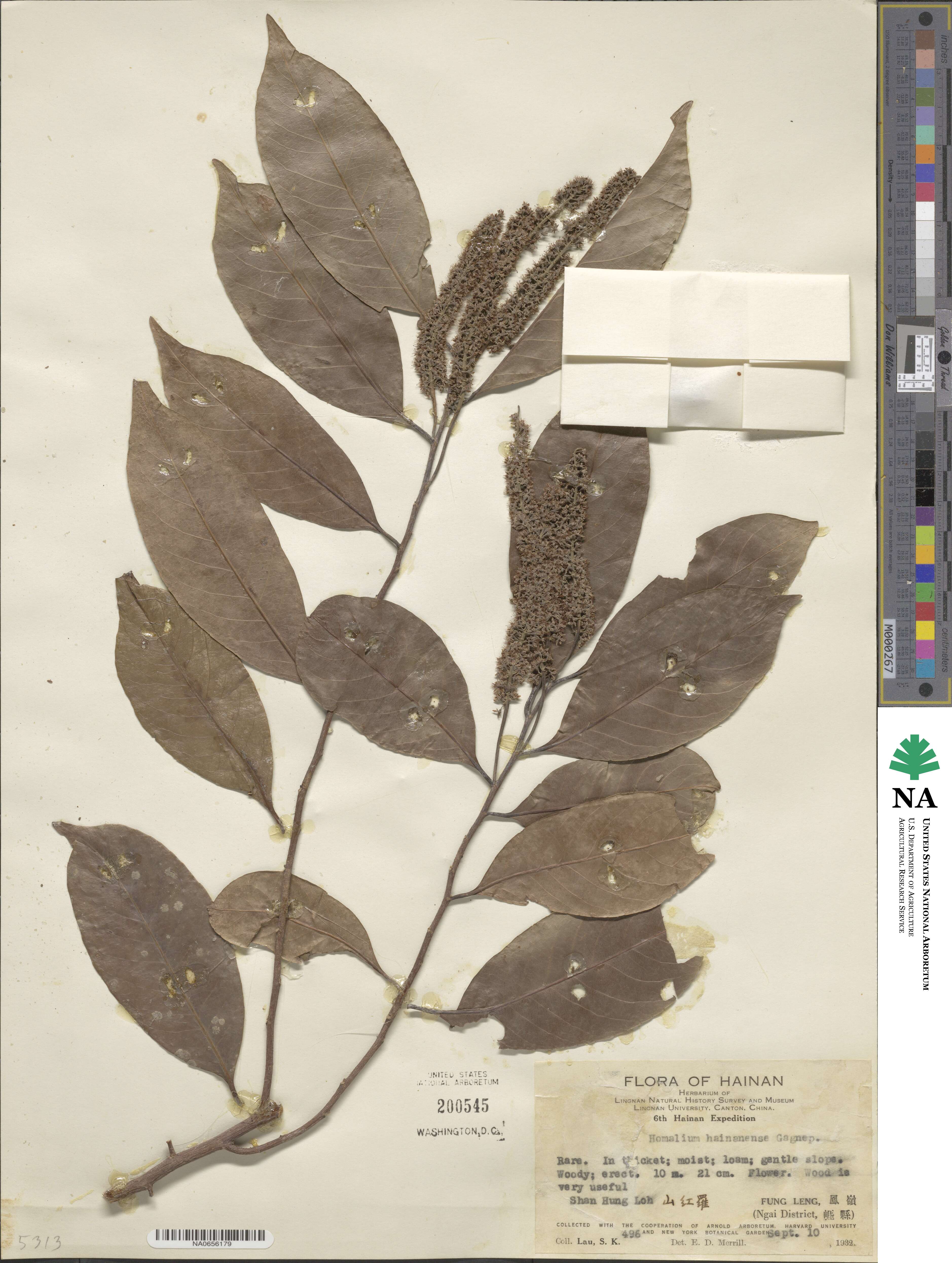 Homalium hainanense image