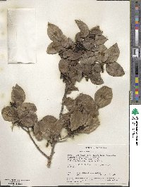 Trimeria grandifolia image