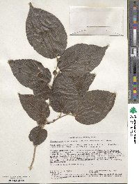 Trimeria grandifolia image