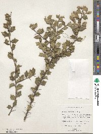 Image of Xylosma buxifolia