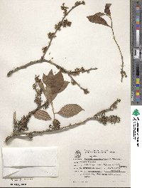 Xylosma pseudosalzmannii image