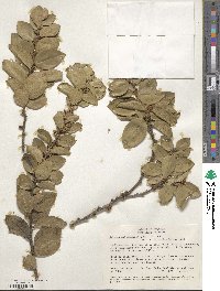 Xylosma spiculiferum image