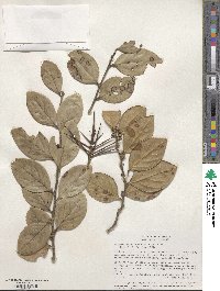 Xylosma velutinum image