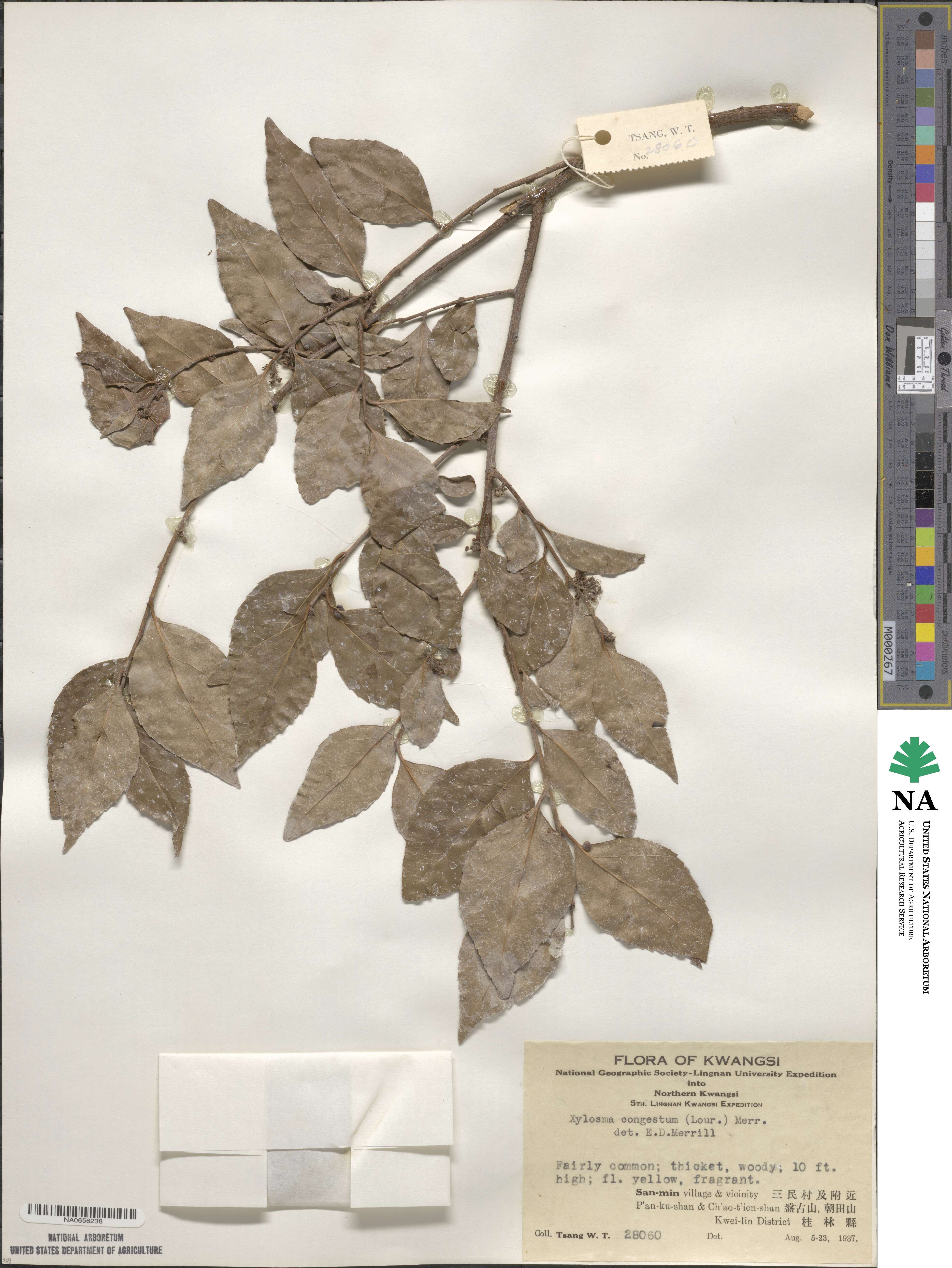 Xylosma racemosum image