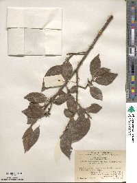 Xylosma controversum image