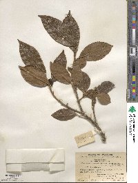 Xylosma controversum image